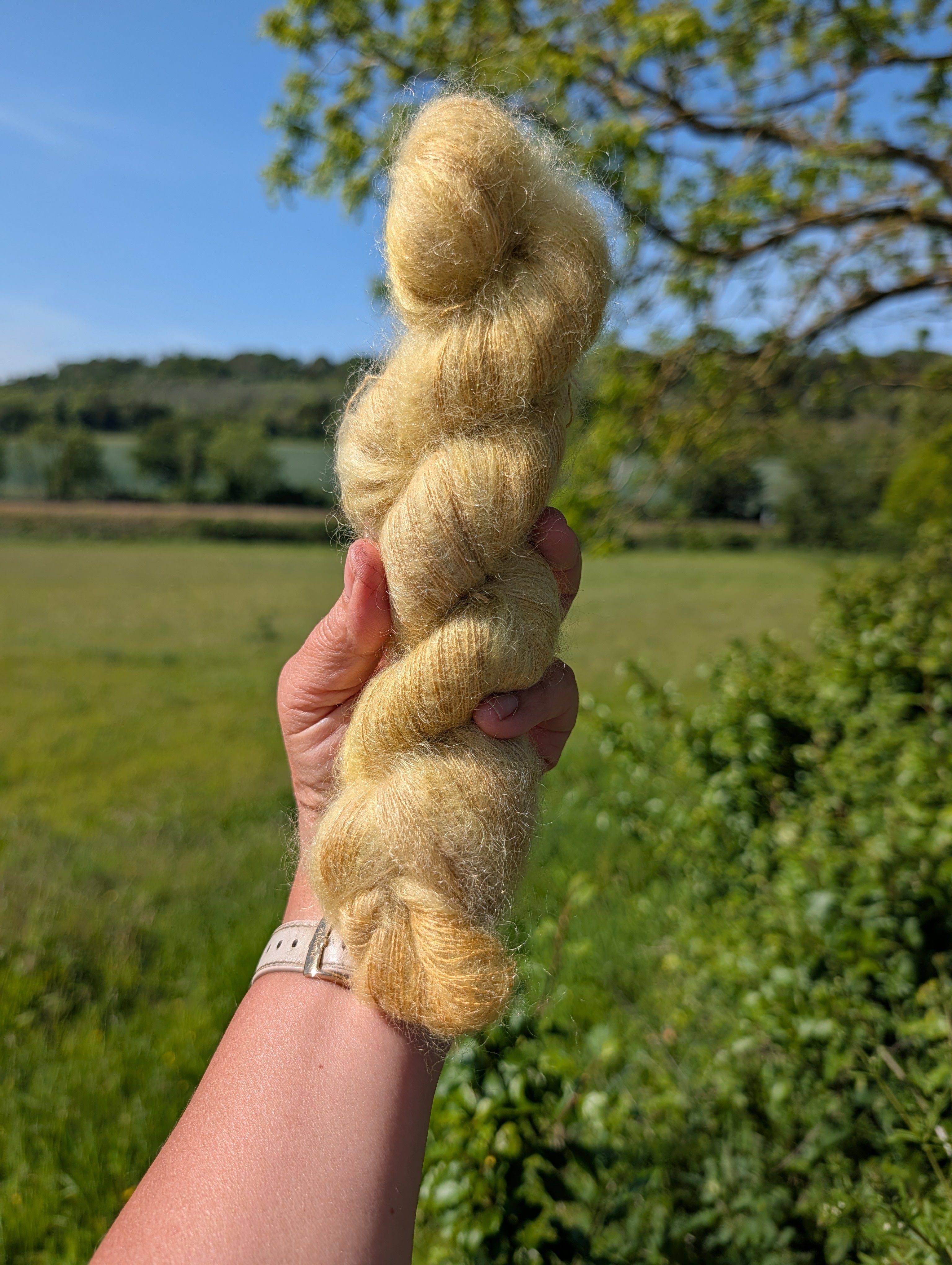Golden Onion - Mohair